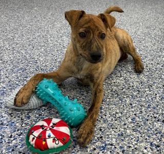 Acacia, Labrador Retriever Mix, puppy, available for adoption
