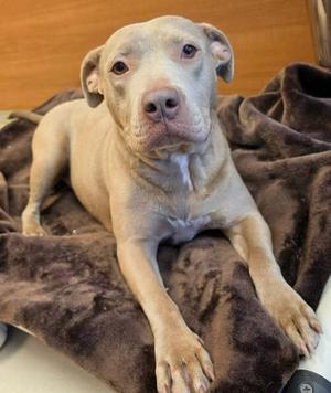 Fern, Mixed Breed, adult, available for adoption