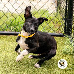 Dax, Hound / German Shorthaired Pointer, puppy, available for adoption