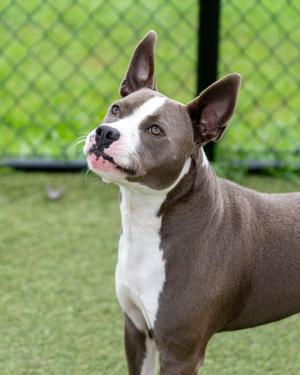 Bo Bo, Pit Bull Terrier / Mixed Breed, adult, available for adoption