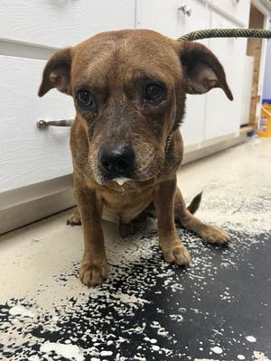 Brondo, Terrier, adult, available for adoption