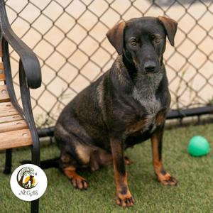 Aretha, Terrier / Mixed Breed, young, available for adoption