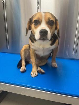 Cricket, Beagle, young, available for adoption