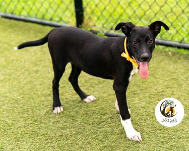 Dash, Hound / German Shorthaired Pointer, puppy, available for adoption