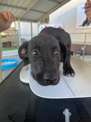 Bobbie Sue, Retriever / Mixed Breed, puppy, available for adoption