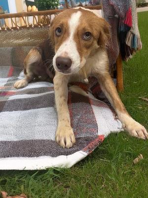 Acacia, Australian Shepherd, young, available for adoption