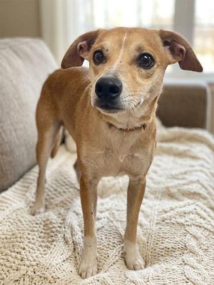 Bulldozer, Terrier, young, available for adoption