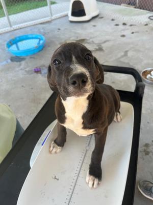 Betty Lou, Retriever / Mixed Breed, puppy, available for adoption