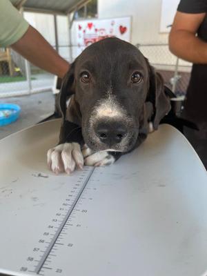 Cletus, Retriever / Mixed Breed, puppy, available for adoption