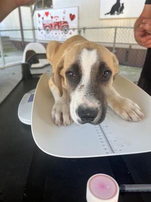 Buckshot, Retriever / Mixed Breed, puppy, available for adoption