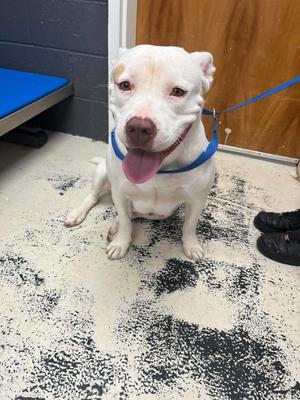 Blanca, Pit Bull Terrier, young, available for adoption