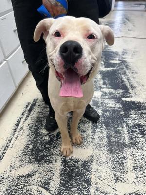 Blizzard, Pit Bull Terrier, young, available for adoption