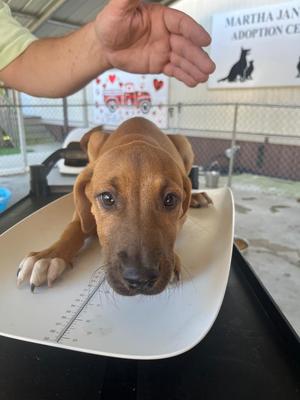 Bambi, Retriever / Mixed Breed, puppy, available for adoption