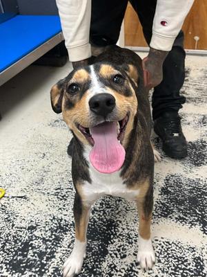 Breezy, Terrier, young, available for adoption