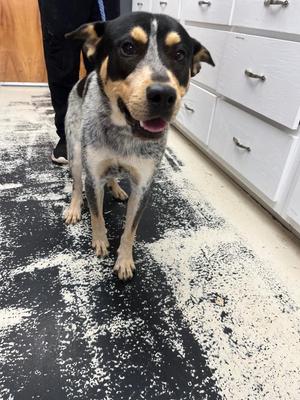 Bubba Joe, Australian Cattle Dog / Blue Heeler, young, available for adoption