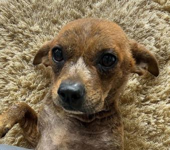 Biscotti, Terrier, adult, available for adoption