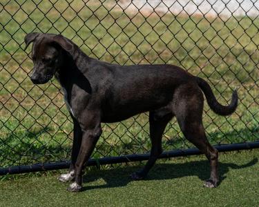 Akamaru, Retriever / Mixed Breed, young, available for adoption