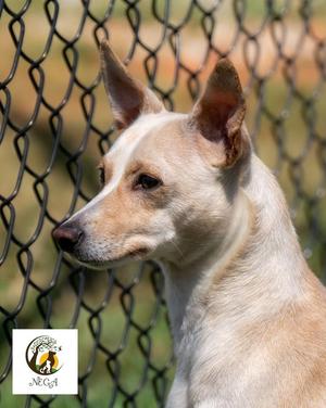 Ainsley, Rat Terrier, young, available for adoption