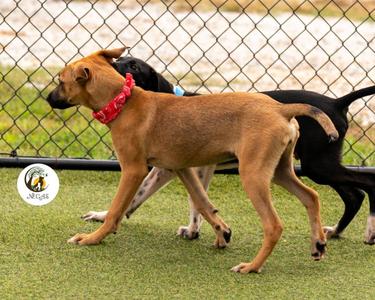Demi, Hound, puppy, available for adoption