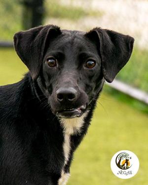Beans, Labrador Retriever / Mixed Breed, puppy, available for adoption