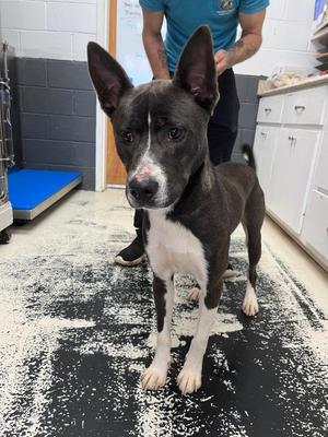 Captain Chaos, Husky / Mixed Breed, young, available for adoption