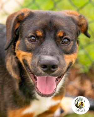 Boomer, Shepherd / Mixed Breed, puppy, available for adoption