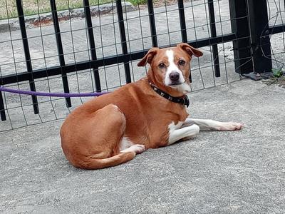 Demi, Dachshund / Jack Russell Terrier, adult, available for adoption