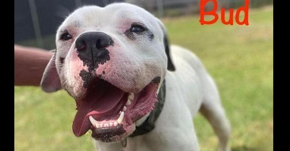 Bud, Boxer / Bulldog, adult, available for adoption