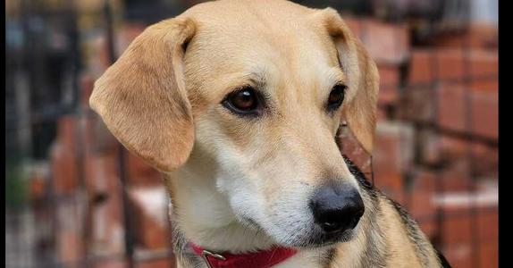 Annie, Hound (Unknown Type) / Labrador Retriever, available for adoption