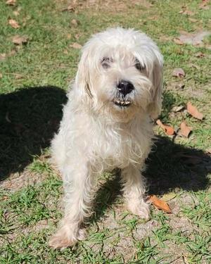 Beamer, Poodle (Miniature), available for adoption