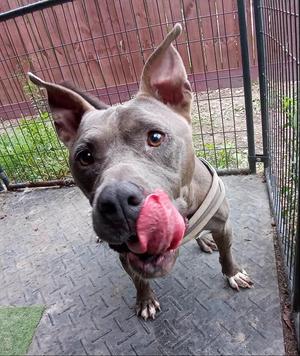 Baloo, American Staffordshire Terrier / 31 Flavors Mixes, adult, available for adoption