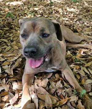 Bonnie, Labrador Retriever / American Staffordshire Terrier, adult, available for adoption