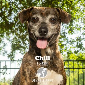 Chili, Chihuahua, available for adoption