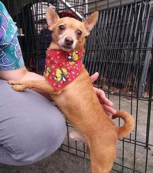 Beans, Chihuahua, adult, available for adoption