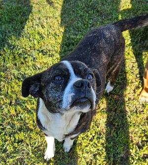 Bianca, Boston Terrier / Boxer, adult, available for adoption