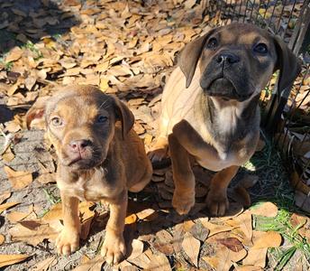 Boxer Puppies, Boxer, available for adoption
