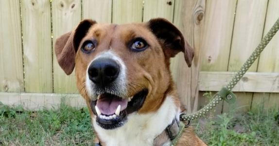 Chip, Carolina Dog, young, available for adoption