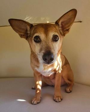 America, Chihuahua, available for adoption