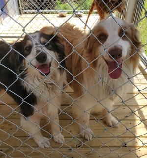 Daisy, Australian Shepherd, adult, available for adoption