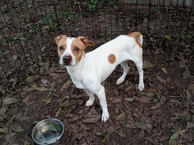 Darla, Dachshund / Jack Russell Terrier, adult, available for adoption