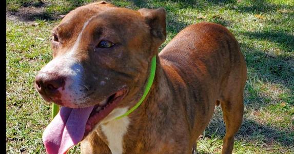 Aster, Labrador Retriever / Terrier (Unknown Type, Medium), adult, available for adoption