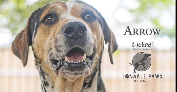 Arrow, Catahoula Leopard Dog, available for adoption