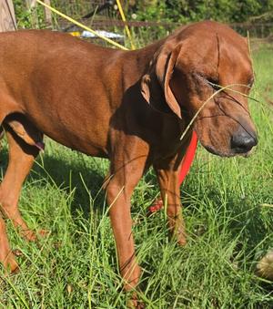 Cooper, Redbone Coonhound, adult, available for adoption