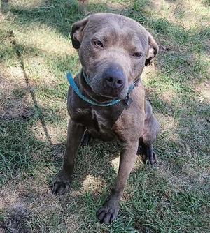 Amelia, Terrier (Unknown Type, Medium) / Labrador Retriever, available for adoption