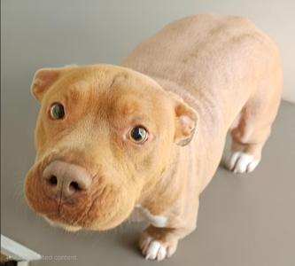 Bo, Labrador Retriever / American Staffordshire Terrier, adult, available for adoption