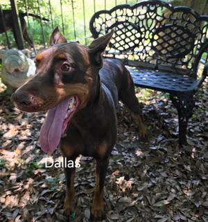 Doberman Waiting List, Doberman Pinscher, available for adoption