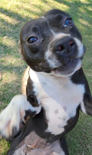Carol, American Staffordshire Terrier / Labrador Retriever, available for adoption