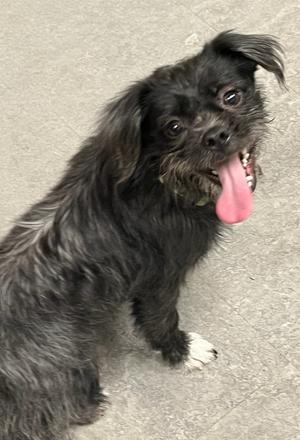 Ace, Shih Tzu, available for adoption