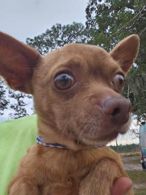 Bruce, Chihuahua, adult, available for adoption