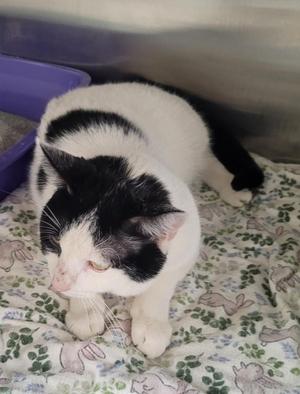 Locket, young, available for adoption